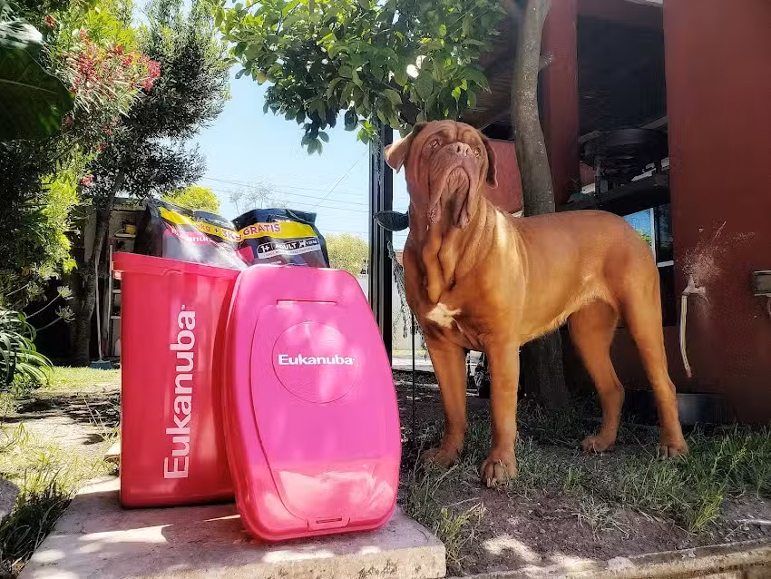 360 Mascota