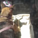 Acuario y Veterinaria Acuican