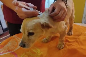 Acupuntura y terapia neural para mascotas