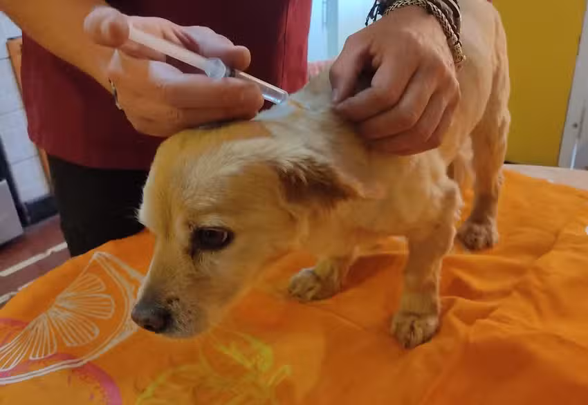 Acupuntura y terapia neural para mascotas