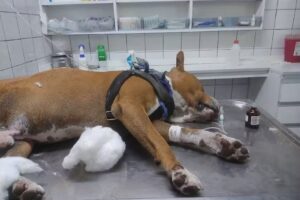 ADAP24 Cl&iacute;nica Veterinaria MOR&Oacute;N