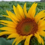 Agro Veterinaria Langellotti