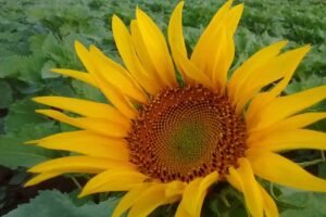 Agro Veterinaria Langellotti