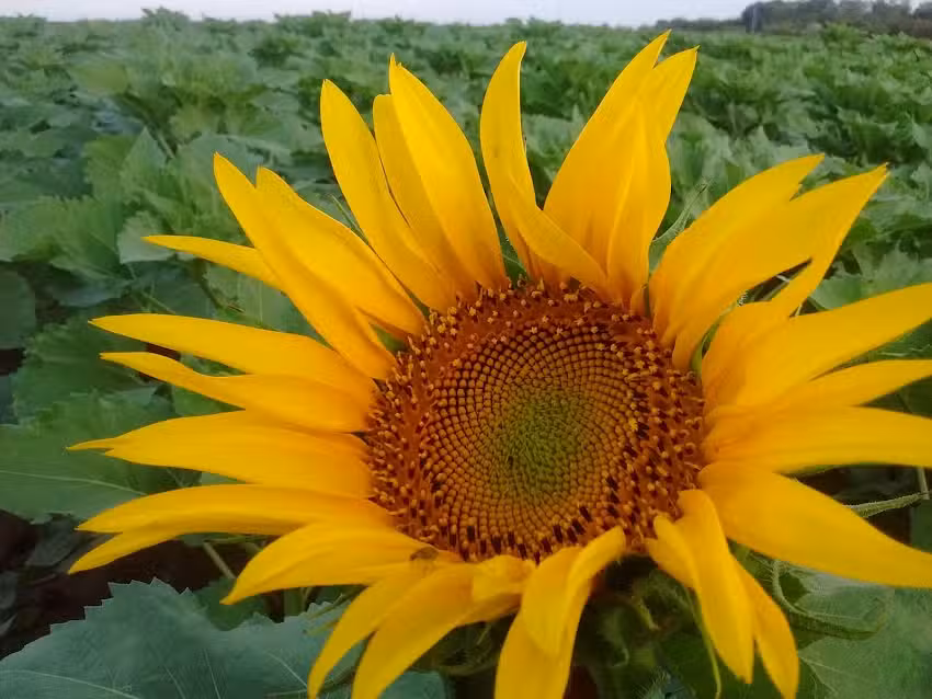 Agro Veterinaria Langellotti