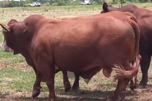 AGRO-VETERINARIA LAS MARÍAS