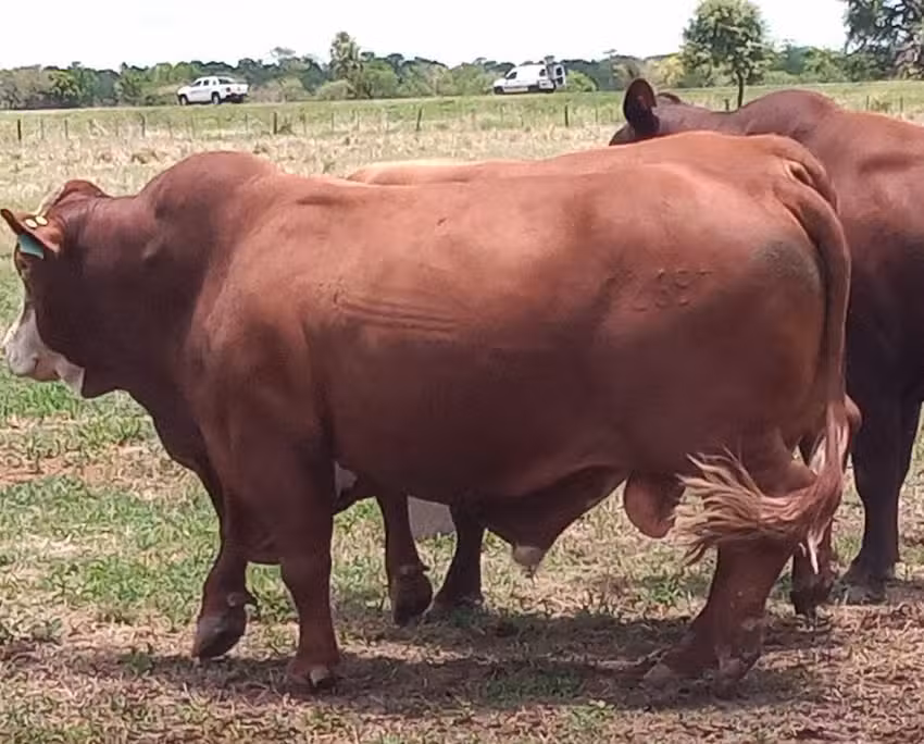 AGRO-VETERINARIA LAS MAR&Iacute;AS