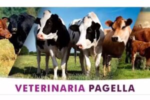 Agro Veterinaria Pagella