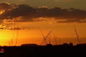 Agropecuaria Almafuerte S.A.