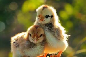 Agropecuaria El Lazo