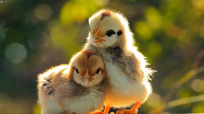 Agropecuaria El Lazo