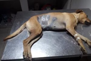 Agroveterinaria El Lucero