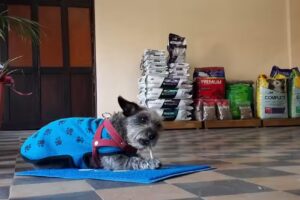 Agroveterinaria &ldquo;La Rueda&rdquo; Salud animal