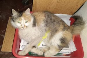 Agroveterinaria Mitre lll