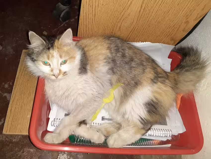 Agroveterinaria Mitre lll