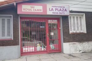 Alejandro R Zuccarelli