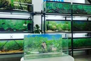 ANIMAL HOUSE. Veterinaria, acuario y pesca.