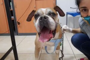 Animalia Cl&iacute;nica Veterinaria