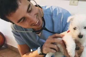 AP Veterinario a domicilio