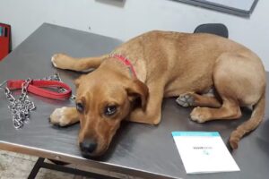 Arn&aacute;ez Cl&iacute;nica Veterinaria