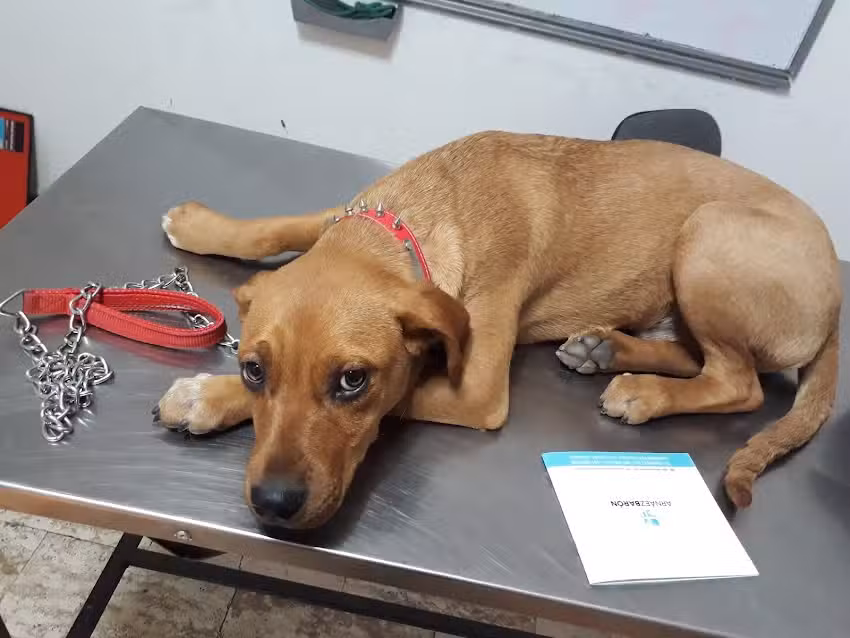 Arn&aacute;ez Cl&iacute;nica Veterinaria