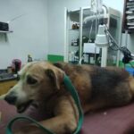 Asistencia Veterinaria