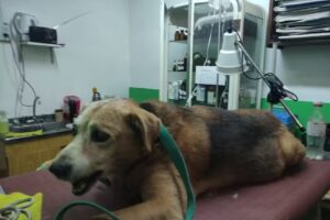 Asistencia Veterinaria