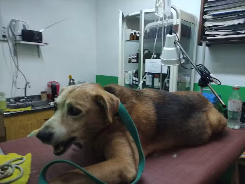 Asistencia Veterinaria