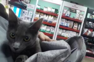 ATENCION CON TURNO PREVIO &ndash; Clinica Veterinaria Dr Alejandro Iskandar. Dra Maria Cieneros.