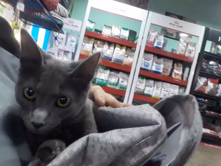 ATENCION CON TURNO PREVIO &ndash; Clinica Veterinaria Dr Alejandro Iskandar. Dra Maria Cieneros.