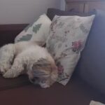 Atencion Veterinaria A Domicilio