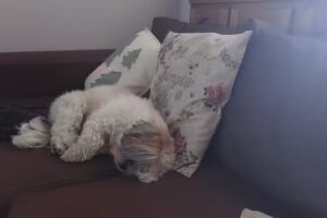 Atencion Veterinaria A Domicilio