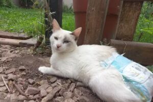 Augsburger Margarita Veterinaria Samay