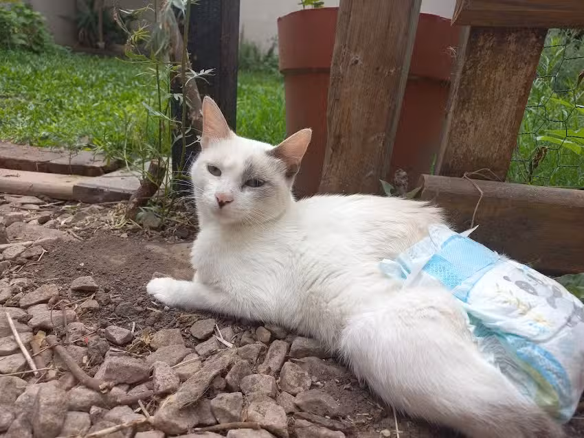 Augsburger Margarita Veterinaria Samay