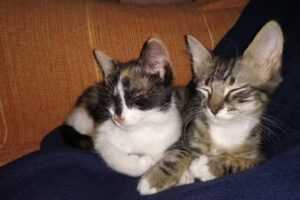 Azul Tierra Pet Shop