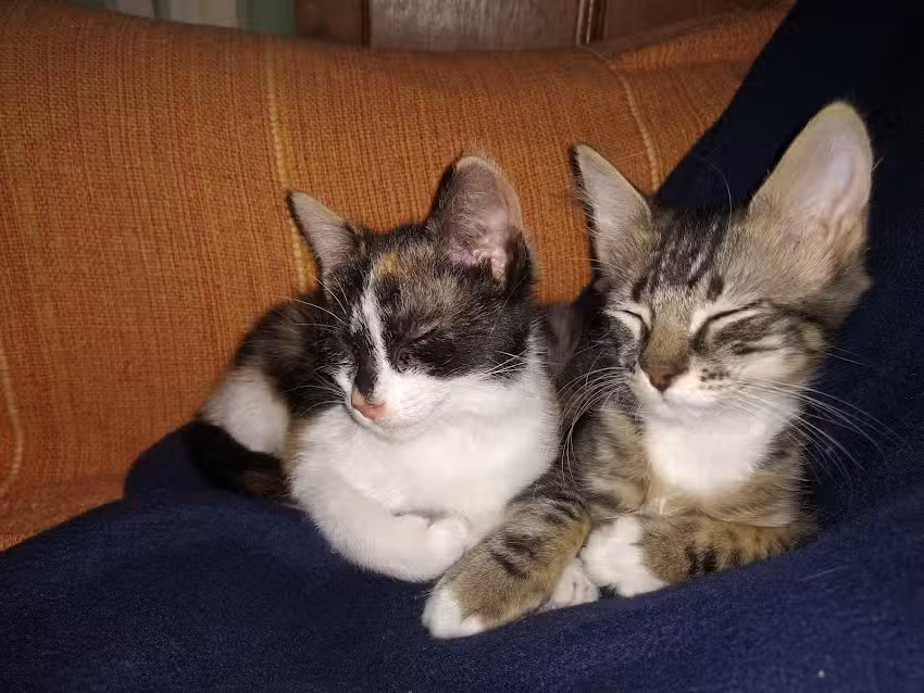 Azul Tierra Pet Shop