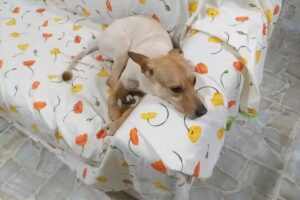 Beethoven Veterinaria Y Pet Shop