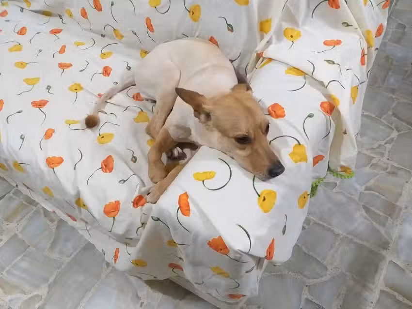 Beethoven Veterinaria Y Pet Shop