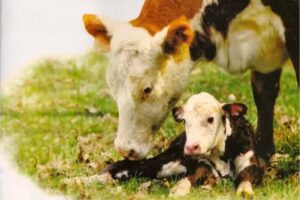 Bommagro Insumos y Servicios