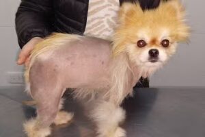 Borraccini Luis VET ESP DERMATOLOGIA