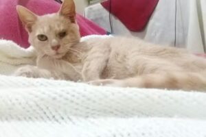 Boutique Canina Del Fundador