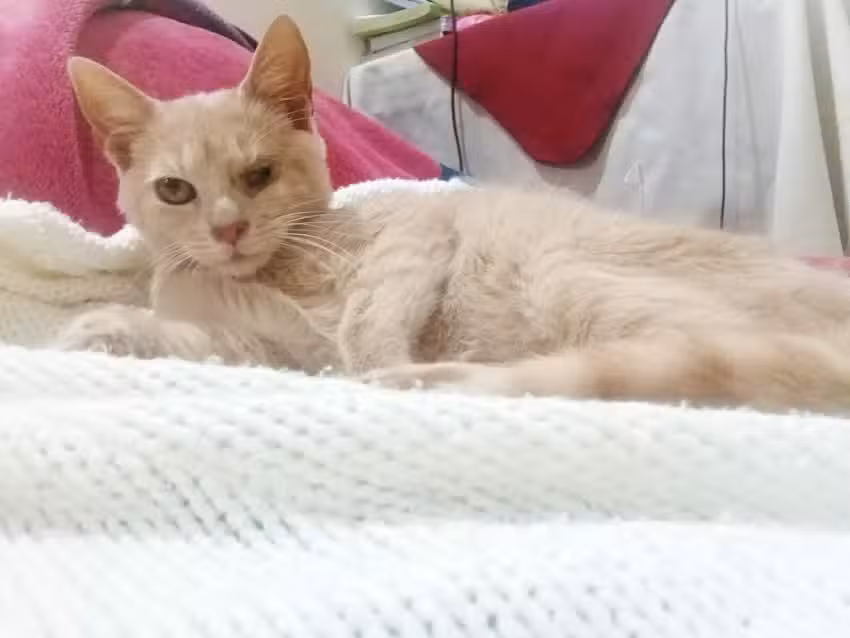 Boutique Canina Del Fundador