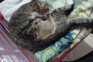 Bromatolog&iacute;a General Rodr&iacute;guez