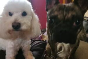 Can&rsquo;s and Puppies