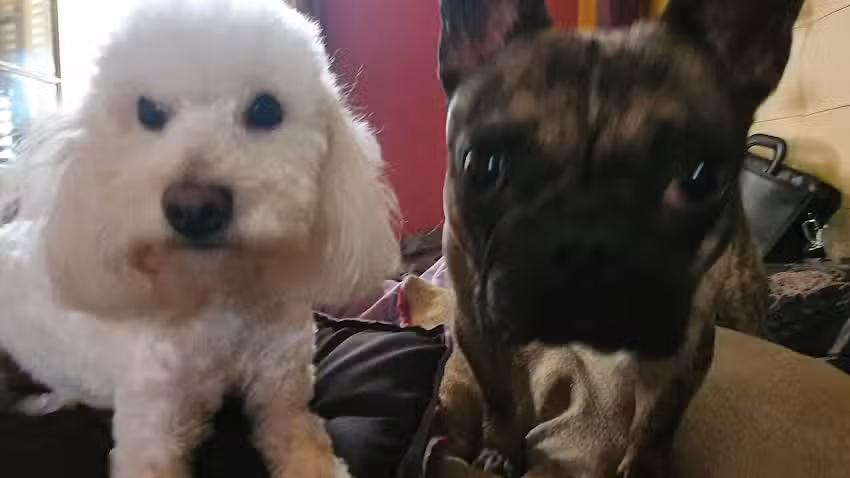 Can&rsquo;s and Puppies