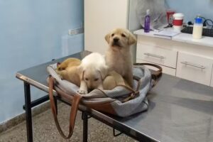 CANES Veterinaria Shopping de Mascotas