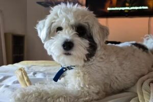 CARDIO-VETERINARIA Servicio de Cardiologia Veterinaria