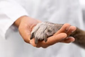 CARRASCO REHABILITACION VETERINARIA INTEGRAL