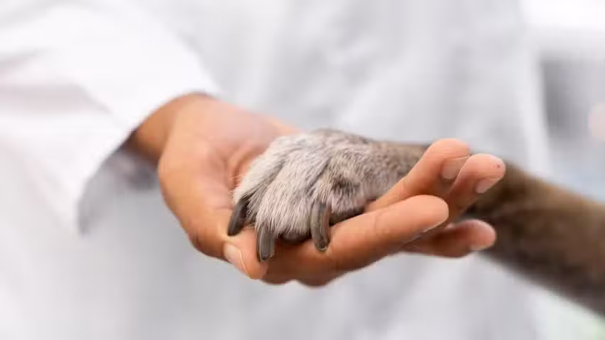 CARRASCO REHABILITACION VETERINARIA INTEGRAL