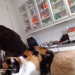 Centro Asistencial Veterinario