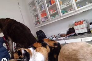 Centro Asistencial Veterinario